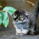 Illustration for article titled Caturday - Octolobus manul Edition
